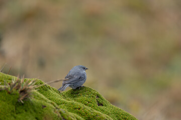 Plumbeous Sierra Flinch, Cayambe - Coca, Ecuador
