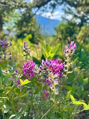 Mountain Wildflowers
