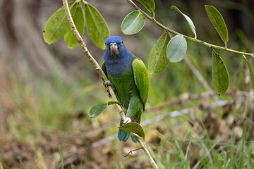 Blue - Headed Parrot, Ecuador