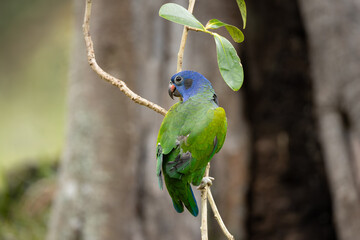 Blue - Headed Parrot, Ecuador
