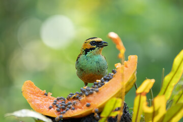 Golden - Eared Tanager