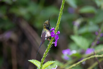 Crested Wire - Thorntail, Ecuador
