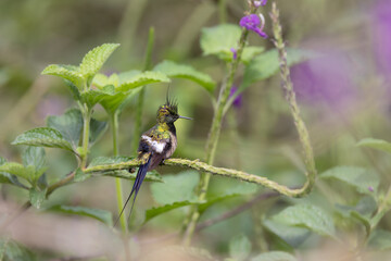 Crested Wire - Thorntail, Ecuador
