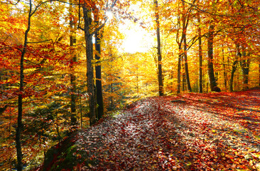 Naklejka premium autumn forest scenery, perfect autumn morning dawn, nature colorful background 