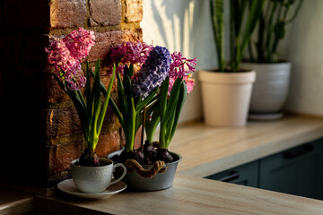 Easter spring home decor composition. Basket with blooming beautiful springtime bulbous pink and purple hyacinth flowers. Cozy countryside kitchen interior with brick wall, morning light