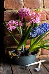 Fresh floral home decor, Easter holiday preparation. Hyacinth bright pink, violet flowers with bulbs in metal pot. Gardening tools, leisure and hobby concept. Wooden background, springtime