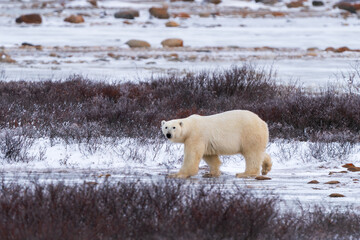 Solitary polar bear walking on the tundra of Churchill Manitoba Canada