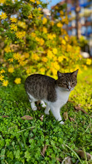 street cat walking. High quality photo