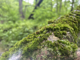moss on the tree