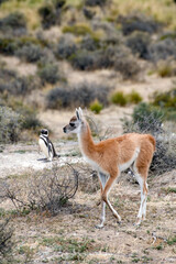 A young, baby guanaco with a Magellanic penguin nearby.  Early summer in Punta Tombo, Patagonia, Argentina.