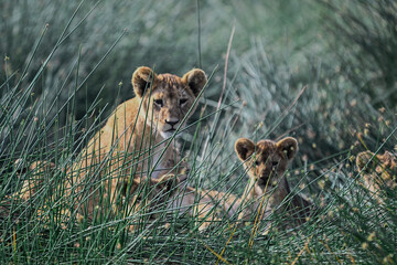 lioness with cub