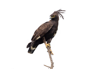 Long-crested Eagle Lophaetus occipitalis sitting in a tree, very high detail