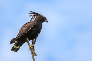 Long-crested Eagle Lophaetus occipitalis sitting in a tree, very high detail