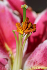 Lily pollen highlighted.