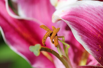 Lilies with five pink and white petals with the pollen of the central peduncle standing out, under strong sunlight.