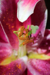 Lilies with five pink and white petals with the pollen of the central peduncle standing out, under strong sunlight.