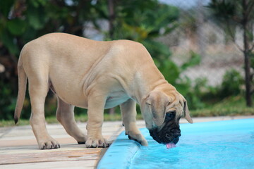 A large, golden-furred puppy mastiff with keen eyes leans in to savor the crystal-clear water of a pool.