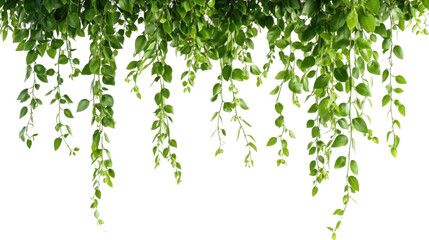 Hanging jungle vine plant bush transparent background