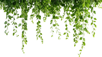 Hanging jungle vine plant bush transparent background