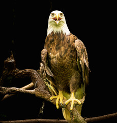 A portrait of a mature bald eagle perched on a branch looking ahead with his beak open.