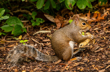 A grey squirrel sitting in the shrubs eating a mushroom he plucked from the ground.