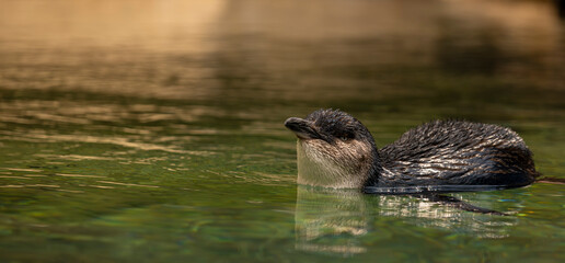 a young penguin slowing swimming in a pool keeping a keen eye on me.