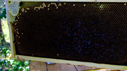 Hand held close up shot of bee frame or screen full of honeycombs or larva nests after pulling it from beehive for inspection