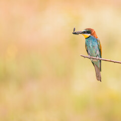 bee eater bird with bug