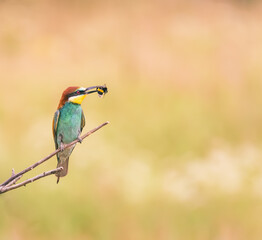 bee eater bird with bee in the beak