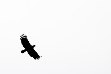 silhouette of a vulture in flight