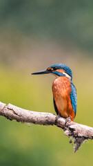 kingfisher