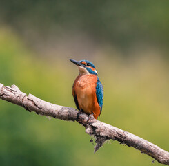 kingfisher