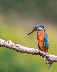 kingfisher