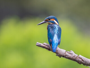 kingfisher