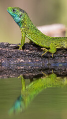 green lizard on a branch