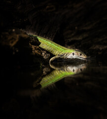 green lizard drinking