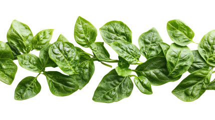 Fototapeta premium Green leaves transparent background