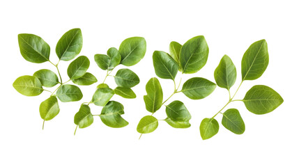 Fototapeta premium Green leaves transparent background