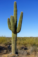 Saguaro cactus in the Tucson desert © KAT