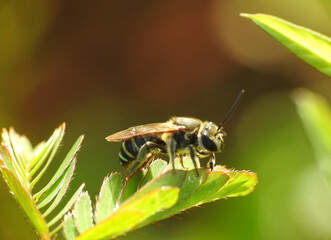 Nomia sp. bee on leaves exposed by sunlight