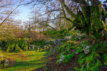 Obraz premium Bosque en los Lagos de Covadonga