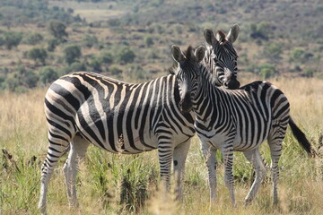 zebras in the savannah