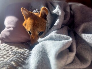 Pensive Shiba Inu with a sorrowful expression, head nestled under a blanket. The mood is reflective and contemplative. High quality close-up photo. copy space available.