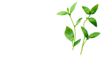 Freshly cut green herbs transparent background