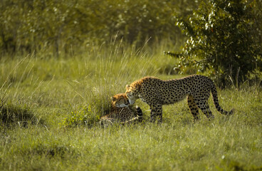 Nuzzling cheetahs in Maasai Mara National Reserve, Kenya