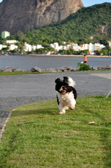 Shih tzu