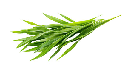 Fototapeta premium Fresh green grass blades transparent background
