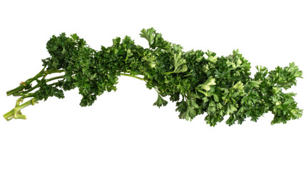 Obraz premium Parsley transparent background