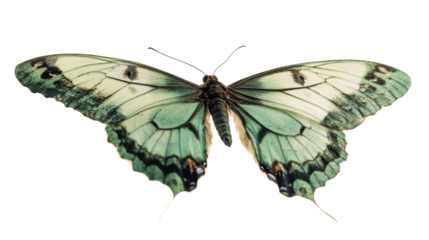 Butterfly transparent background