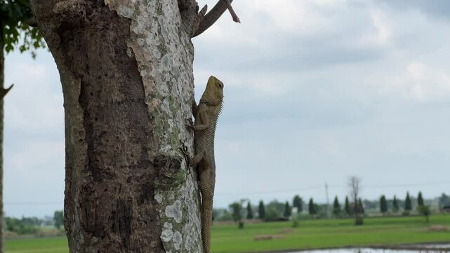 A Calm Oriental Garden Lizard in Nature